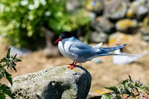 Cormorant Prints: An Arctic Tern (Sterna paradisaea) rest on a rock in the Farne Islands after its long migration