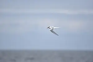 Arctic Tern Prints: Arctic Tern (Sterna paradisaea) Right of Image
