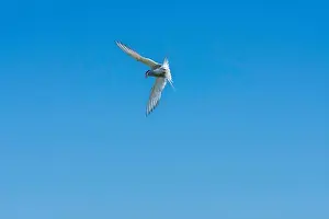 Cormorant Prints: An Arctic Tern (Sterna Paradise) in flight above the Farne Islands in Northumberland, UK