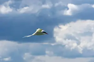 Cormorant Prints: An Arctic Tern (Sterna Paradise) in flight above the Farne Islands in Northumberland, UK