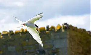 Sea Swallow Prints: An Arctic Tern (Sterna Paradise) in flight above the Farne Islands in Northumberland, UK