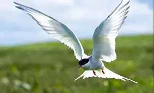 Sea Swallow Prints: An Arctic Tern (Sterna Paradise) in flight above the Farne Islands in Northumberland, UK