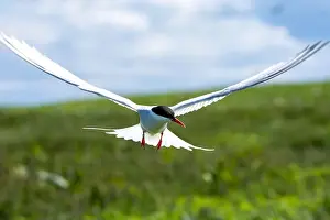 Sea Swallow Prints: An Arctic Tern (Sterna Paradise) in flight above the Farne Islands in Northumberland, UK