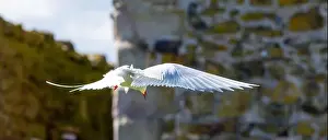 Sea Swallow Prints: An Arctic Tern (Sterna Paradise) in flight above the Farne Islands in Northumberland, UK