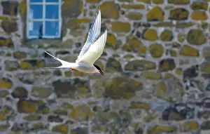 Sea Swallow Prints: An Arctic Tern (Sterna Paradise) in flight above the Farne Islands in Northumberland, UK