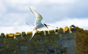 Sea Swallow Prints: An Arctic Tern (Sterna Paradise) in flight above the Farne Islands in Northumberland, UK
