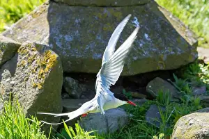 Sea Swallow Prints: An Arctic Tern (Sterna Paradise) in flight above the Farne Islands in Northumberland, UK