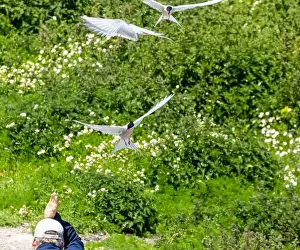 Tern Prints: Arctic terns defending their nests attacking a passer by