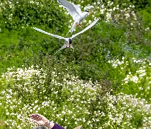 Tern Prints: Arctic terns defending their nests attacking a passer by