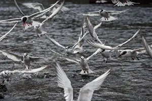 Arctic Terns Prints: Arctic terns having a feast of krill that was washed away with tide in South Georgia