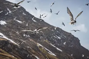 Arctic Terns Prints: Arctic terns having a feast of krill that was washed away with tide in South Georgia