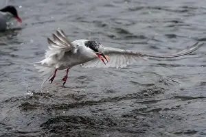 Arctic Terns Prints: Arctic terns having a feast of krill that was washed away with tide in South Georgia