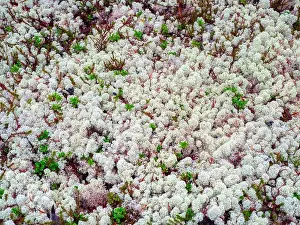 Fungal Prints: Arctic white moss yagel in the Northern forest. Natural background