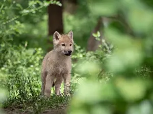 Canis Prints: Arctic wolf
