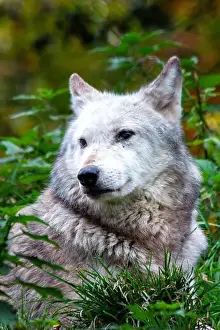 North American Wildlife Prints: Arctic wolf found in the Arctic regions of North America and Greenland