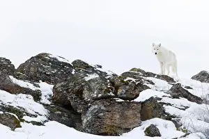 Arctic Wolf Prints: Arctic wolf Canis lupus arctos