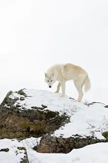 Arctic Wolf Prints: Arctic wolf Canis lupus arctos