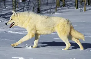 Single Animal Prints: ARCTIC WOLF canis lupus tundrarum, ADULT WALKING IN SNOW, ALASKA