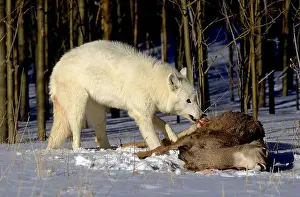Single Animal Prints: ARCTIC WOLF canis lupus tundrarum, ADULT EATING A ROCKY MOUNTAIN ELK, ALASKA