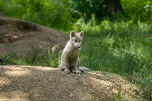 Wolf Cub Prints: arctic wolf cub in the forest at spring in France