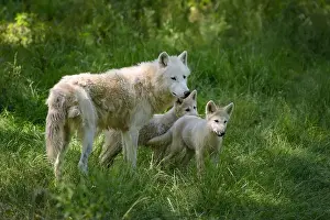 Wolf Cub Prints: arctic wolf with cubs in a park in France