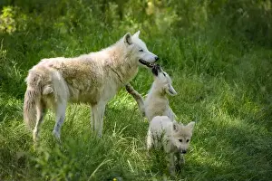 Wolf Cub Prints: arctic wolf with cubs in a park in France