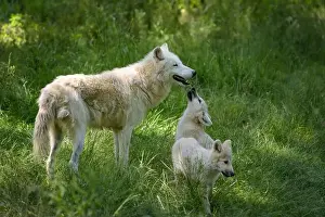 Wolf Cub Prints: arctic wolf with cubs in a park in France