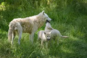 Wolf Cub Prints: arctic wolf with cubs in a park in France