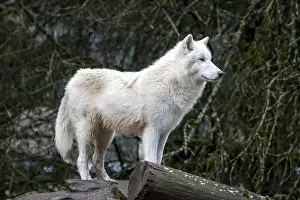 White Coat Prints: An Arctic wolf, distinguished by its thick white coat