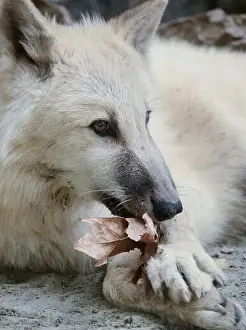 Arctic Wolf Prints: Arctic Wolf Paying With a Leaf