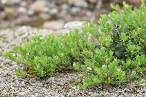 Wild Plant Prints: Arctostaphylos uva-ursi, known as Bearberry or Kinnikinnik, wild plant from Finland