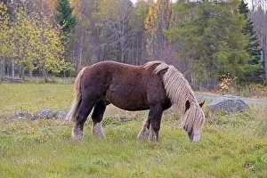 Mane Prints: Ardennes coldblood horse in the rare color dark chestnut with blond mane