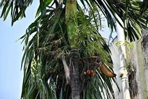 Chewing Prints: Areca nut or betel nut flower and fruit on the tree