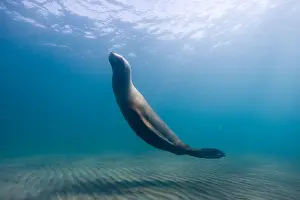 Release Prints: Argentina Chubut Province Puerto Piramedes Underwater view of Southern Sea Lions