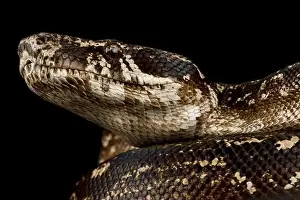Boa Constrictor Prints: Argentine Boa Constrictor (Boa constrictor occidentalis )