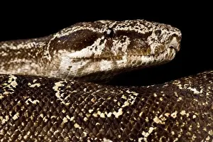 Boa Constrictor Prints: Argentine Boa Constrictor (Boa constrictor occidentalis )
