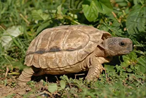 Reptiles Prints: Argentine Tortoise, Chaco Tortoise or Southern Wood Tortoise (Geochelone chilensis)