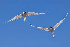 Coastal Area Prints: Arguing Arctic terns (Sterna paradisaea) in flight