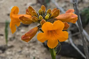 Natural Preserve Prints: Argylia Radiata, Terciopelo