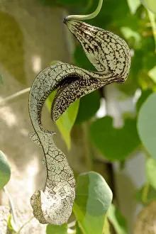 Aristolochia cymbifera flower
