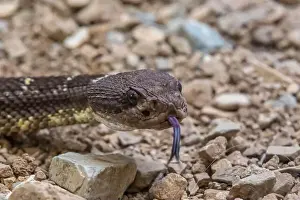 Sonora Desert Museum Prints: An Arizona Black Rattlesnake in Tucson, Arizona