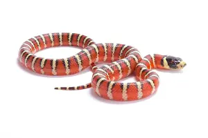 Kingsnake Prints: Arizona Mountain Kingsnake, Lampropeltis pyromelana pyromelana, United States