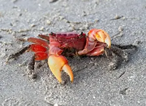 Galveston Prints: Armases cinereum, or squareback marsh crab on the sand beach in Galveston, Texas, USA