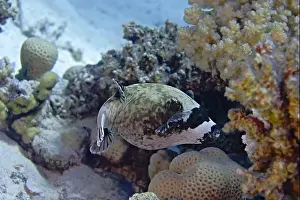 Underwater Scene Prints: Arothron diadematus - masked pufferfish