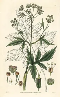Arracacha, Arracacia xanthorrhiza (Eatable arracacha)