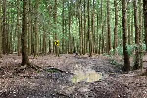 Forest Floor Prints: Arrow sign on tree in forest