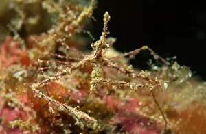 Extreme Close Up Prints: Arrowhead crab (Stenorhynchus seticornis) feeding on a juvenile shrimp, Lembeh Strait