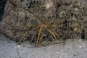 Riviera Beach Prints: An Arrowhead Crab (Stenorhynchus seticornis) in Florida, USA
