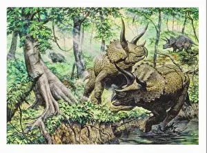 Herbivorous Prints: Arsinoitherium is an extinct genus of paenungulate mammals belonging to the extinct order Embrithopoda