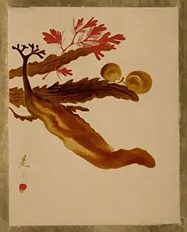 Eye Catching Prints: Art inspired by Seaweed, Edo period (1615–1868)
